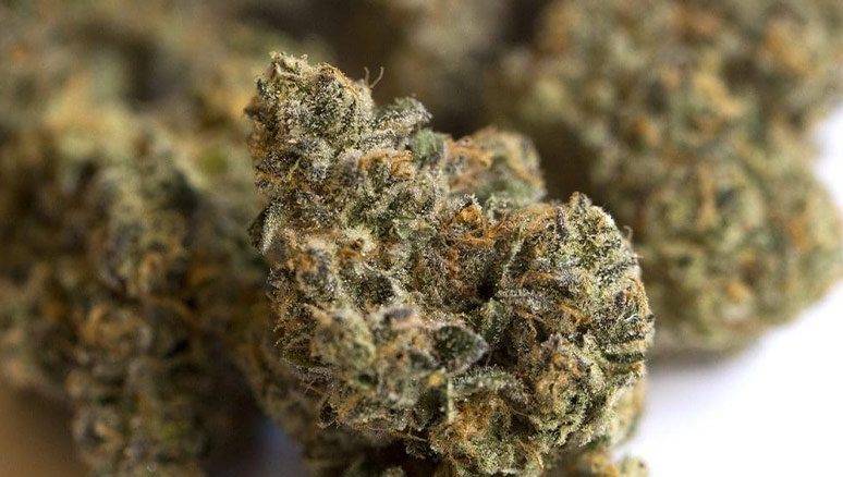 Best Marijuana Strains for Sleep and Insomnia