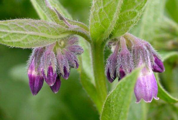 Lisa Libutti • Sleep Wellness Specialist 29 Lisa Libutti • Sleep Wellness Specialist